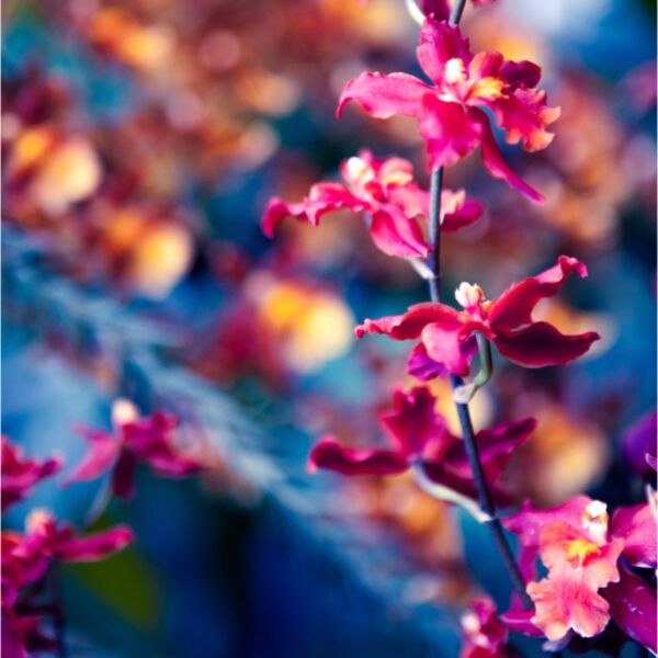 danielchodusov blossoms2a Thumbnail