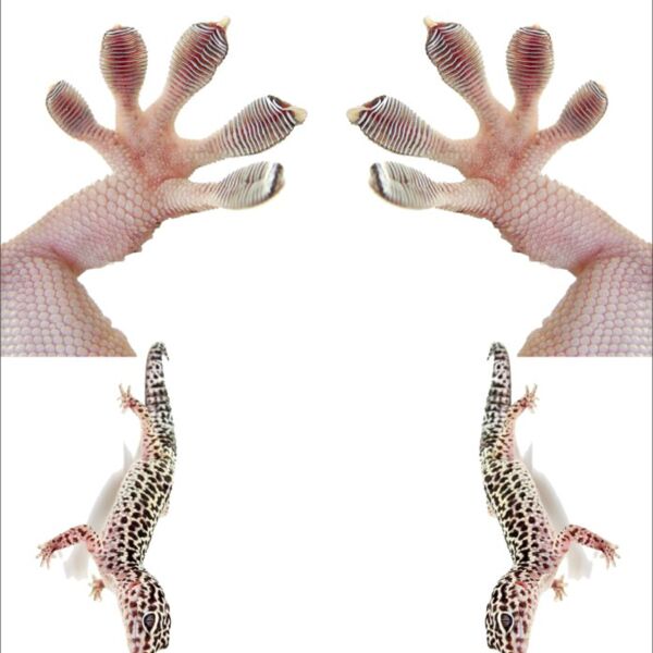 paws gecko Thumbnail